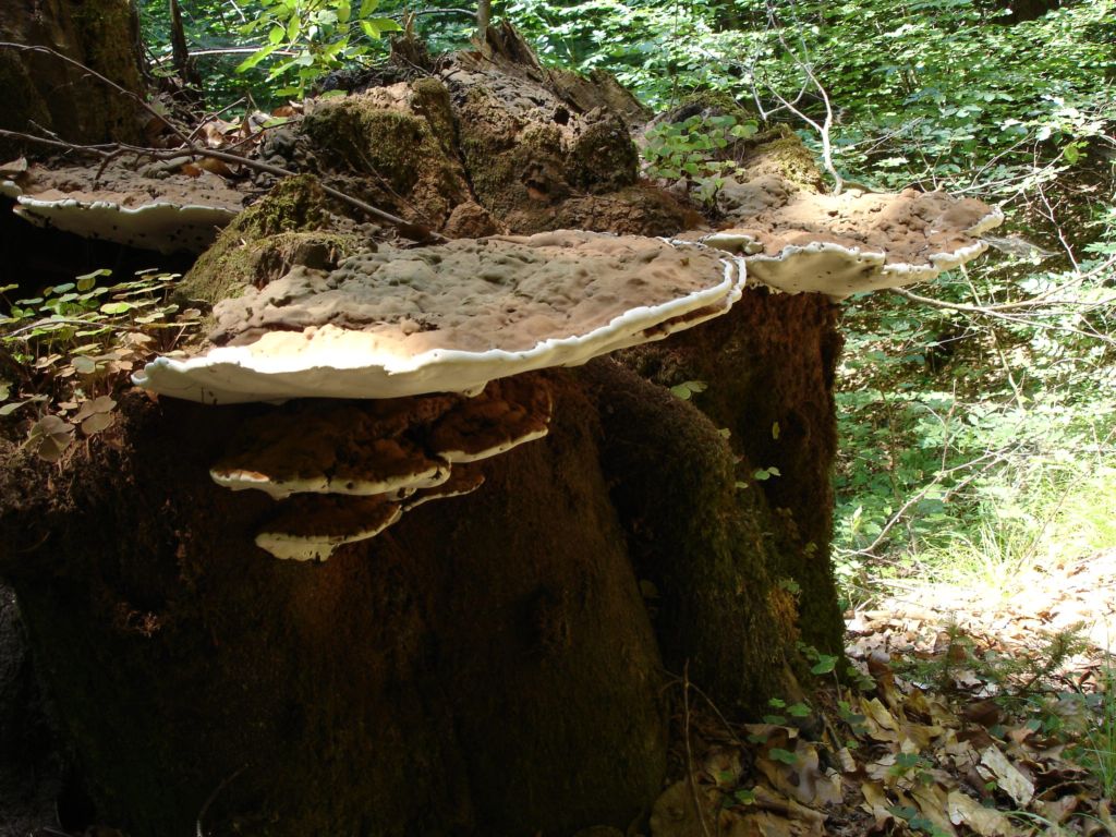 Ganoderma lipsiense? (Ganoderma sp.)